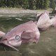 Image for article titled Red Dead's Giant Catfish Has Finally Been Caught (In The Game's Files)
